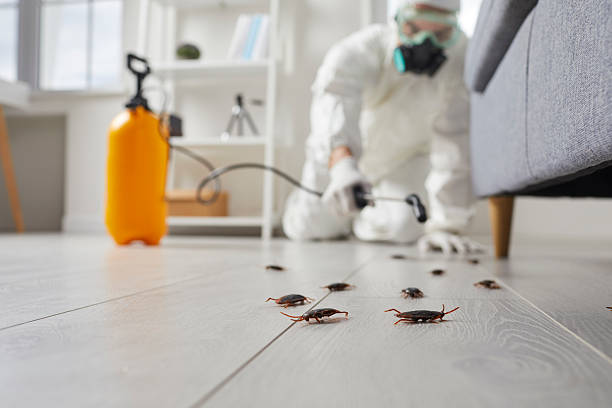 Affordable Cockroach Control solutions in Springfield, NE